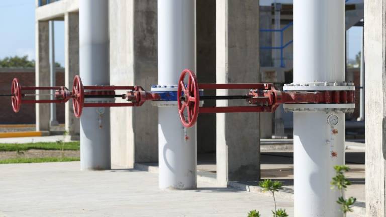 palnta-7_1-366530_20210312100851